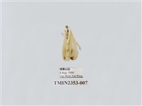 藏品(臺灣波紋帶鉤蛾)的圖片